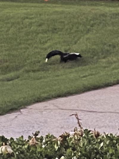 Libby Perry of Meadow Drive snapped this photo of their resident skunk. (Special to the Reporter)