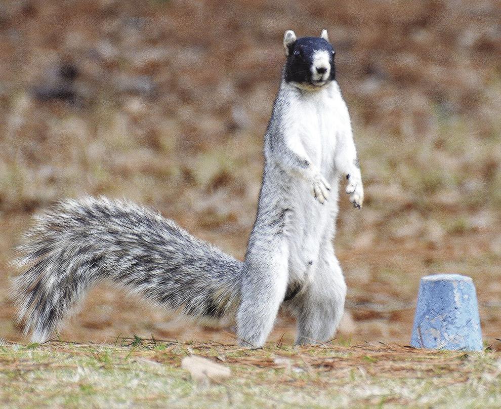 Check out the supersized fox squirrel News