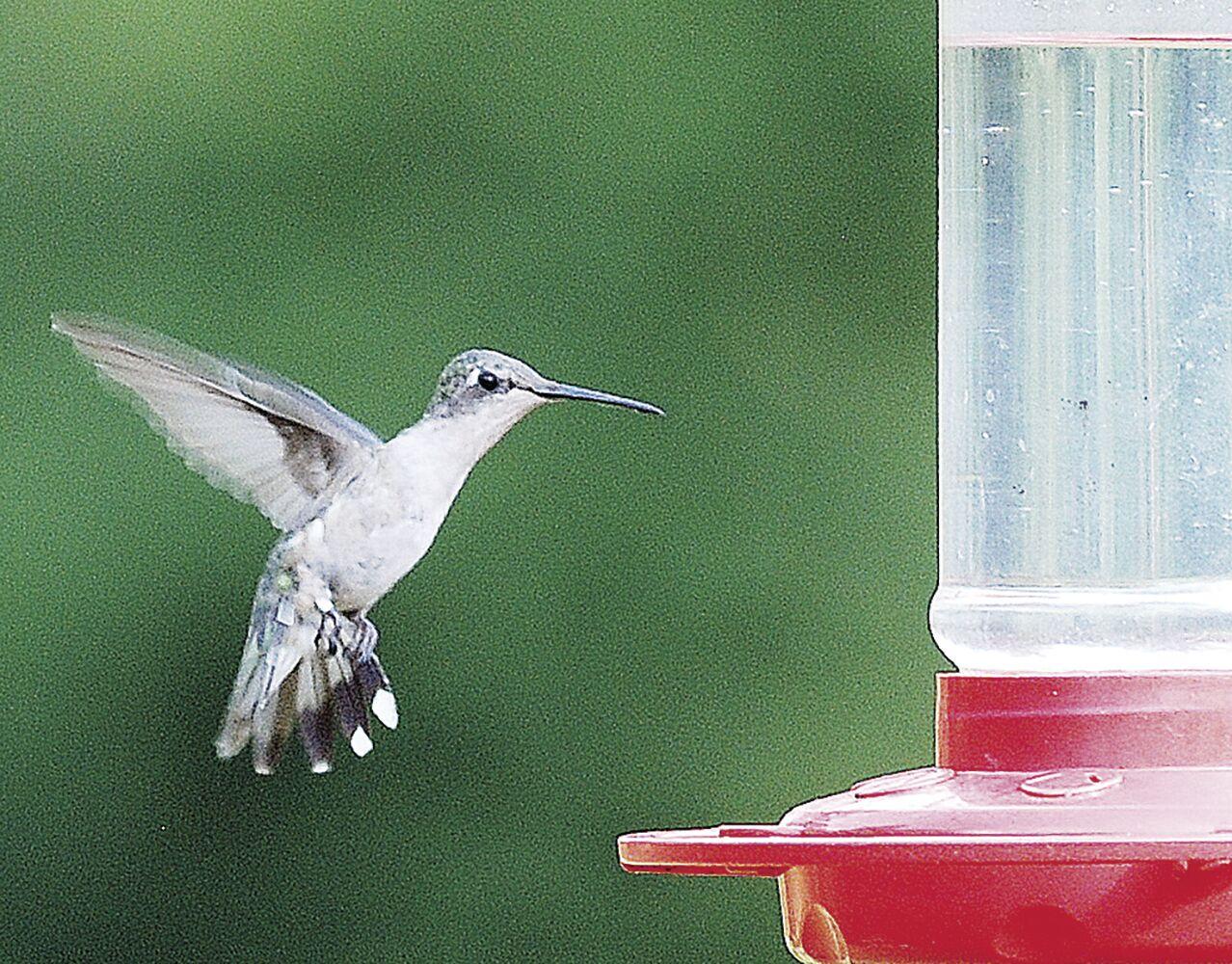 Hummingbirds recognize humans who fill the feeders Sports