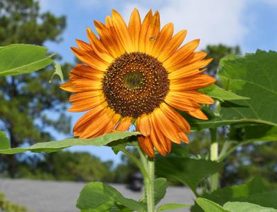 Monroe Outdoors Living Sunflower Feeders Benefit Birds Birdwatchers Our Community Mymcr Net