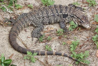 Monroe Outdoors Help Stop The Spread Of The Tegu In Georgia Our Community Mymcr Net