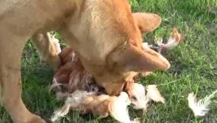 Dog killed chicken 2024 can i eat it