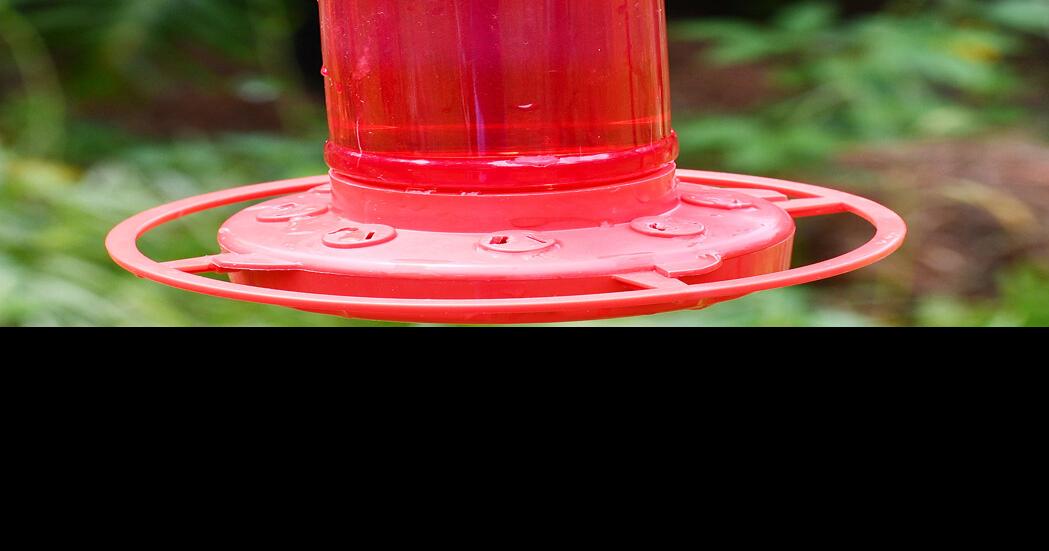 Is it safe to feed hummingbirds red nectar? Our Community