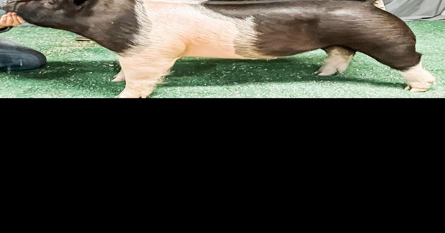 Middle School FFA livestock teams bring home awards for sheep, hogs and ...