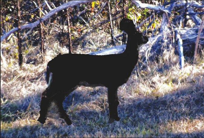 White-tailed black deer.jpg