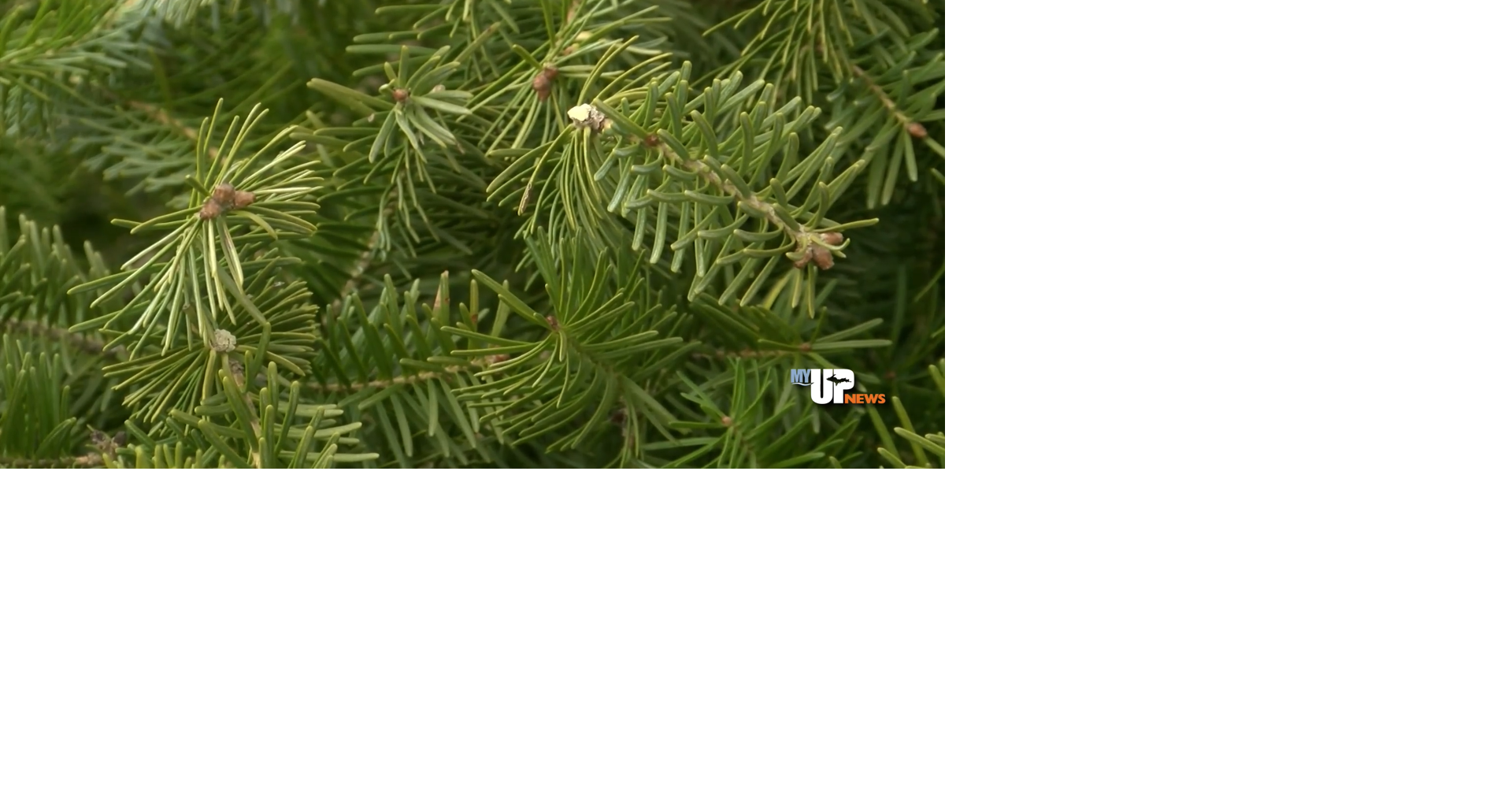 December marks Michigan Christmas Tree Month