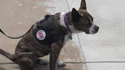 Very First Service Dog Aspiring non-profit brings first service dog training to U.P. | Local ...