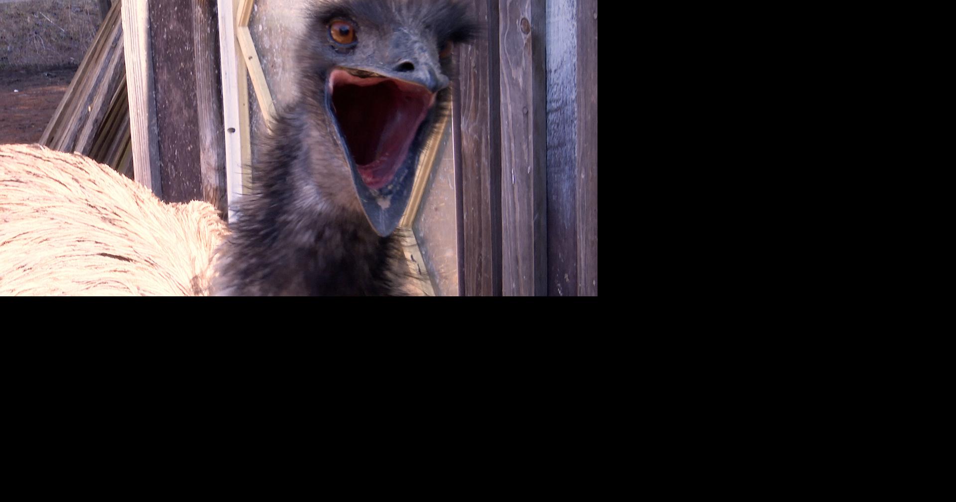 Emu escapes and returns home, but not before crossing paths with off ...