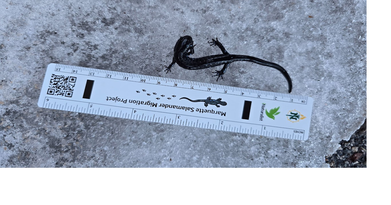 Presque Isle salamander spectators can help scientists in NMU migration research project