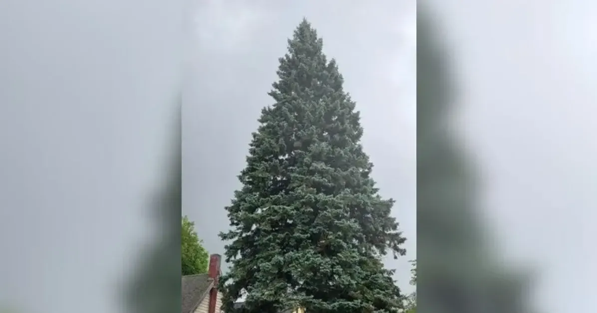 Michigan begins search for 2026 state Christmas tree