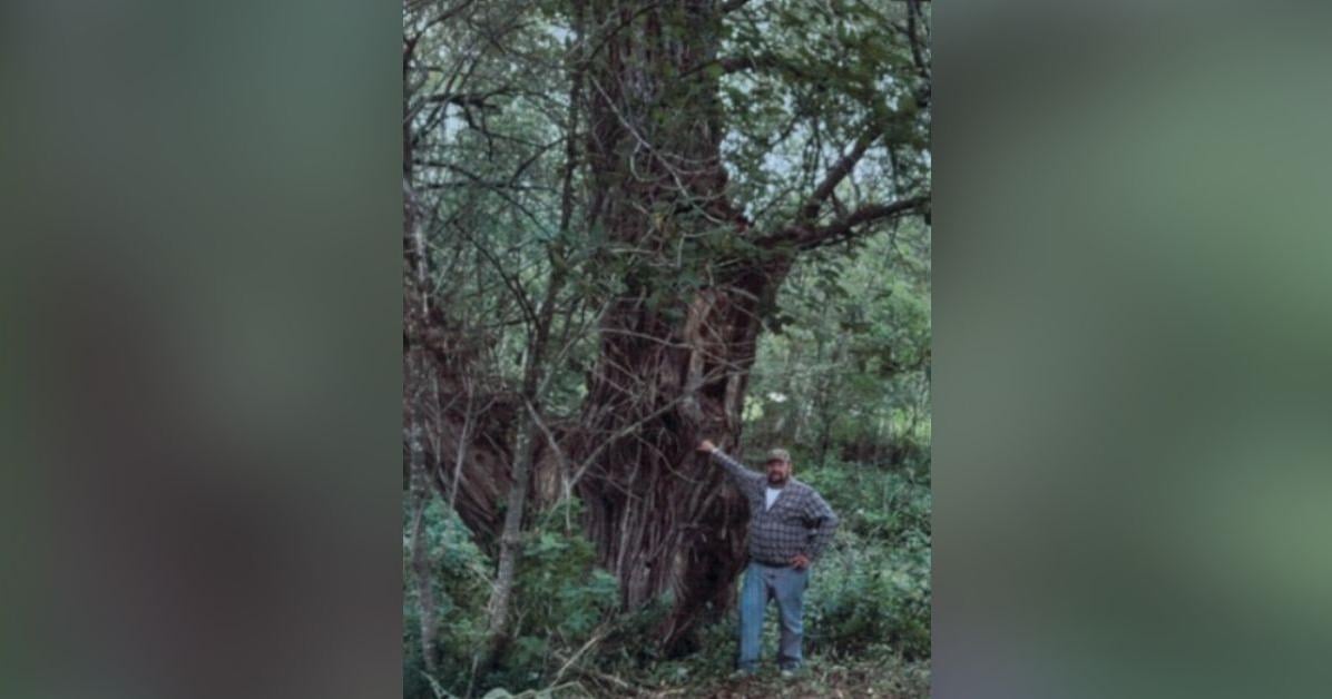 Weeping Willow with circumference of nearly 300 inches found during Michigan's Big Tree Hunt
