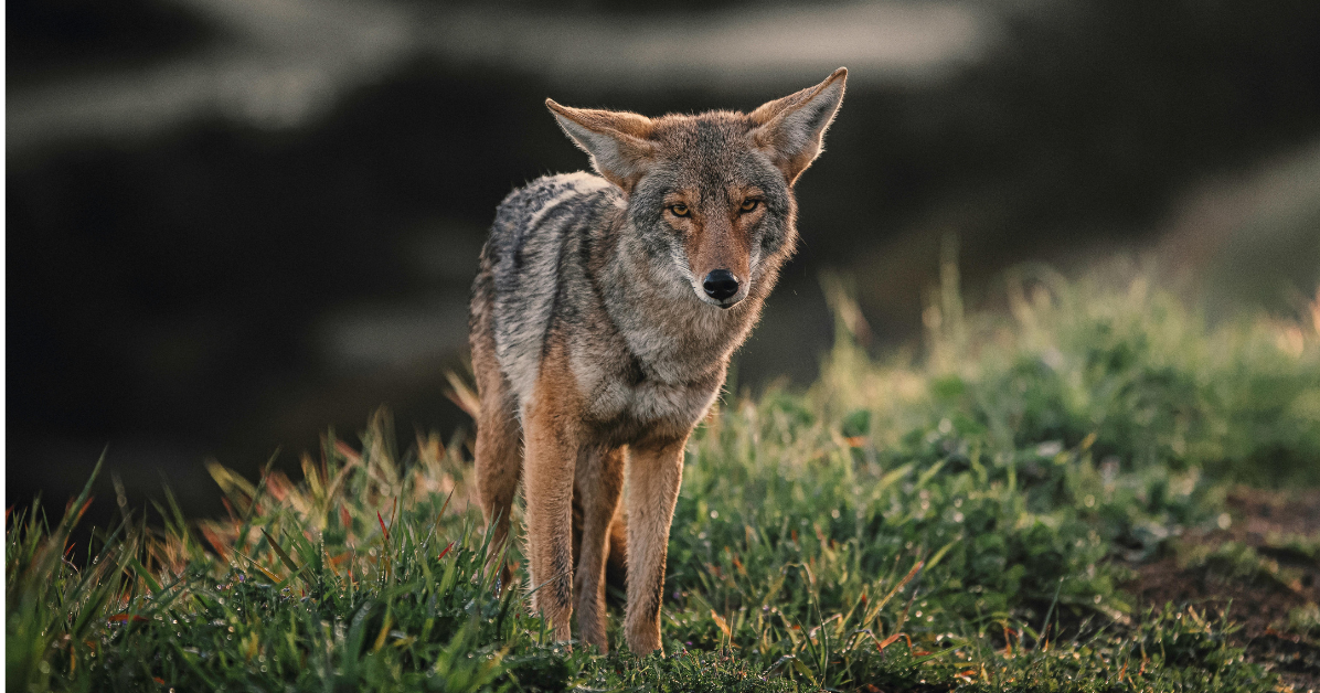 Michigan NRC signals reinstating year-round coyote hunting