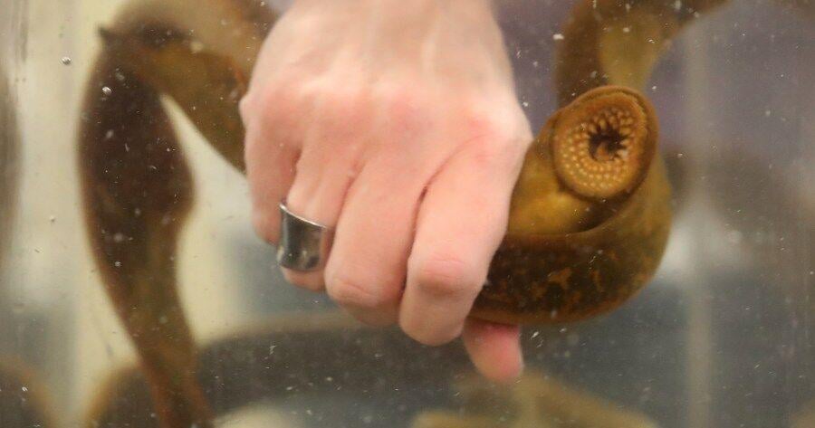 Sea lamprey treatment planned for four Michigan rivers this September