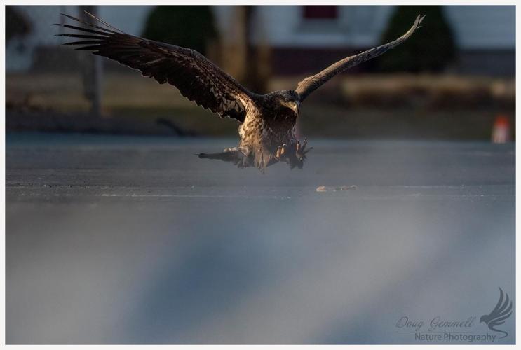 Pie in the Sky: Juvenile bald eagle snatches pizza slice in Connecticut ...