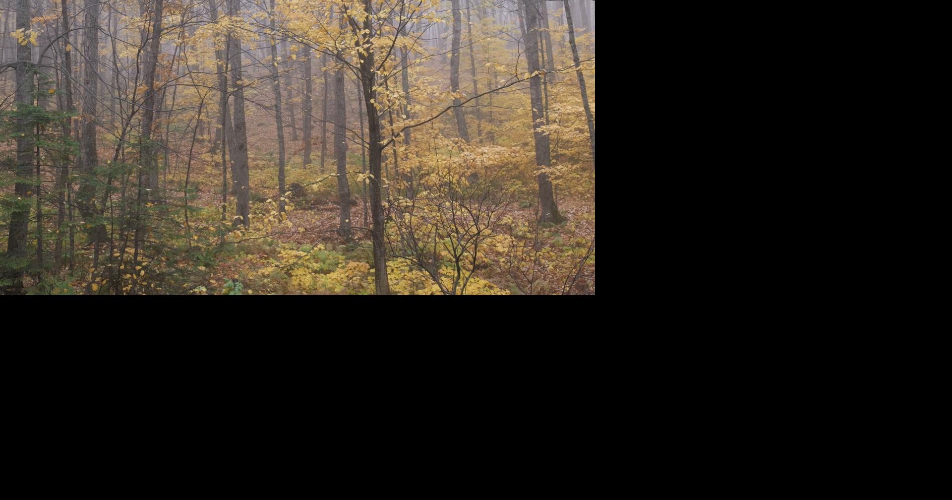 DNR: Upper Peninsula wildfire risk remains high despite cooling season