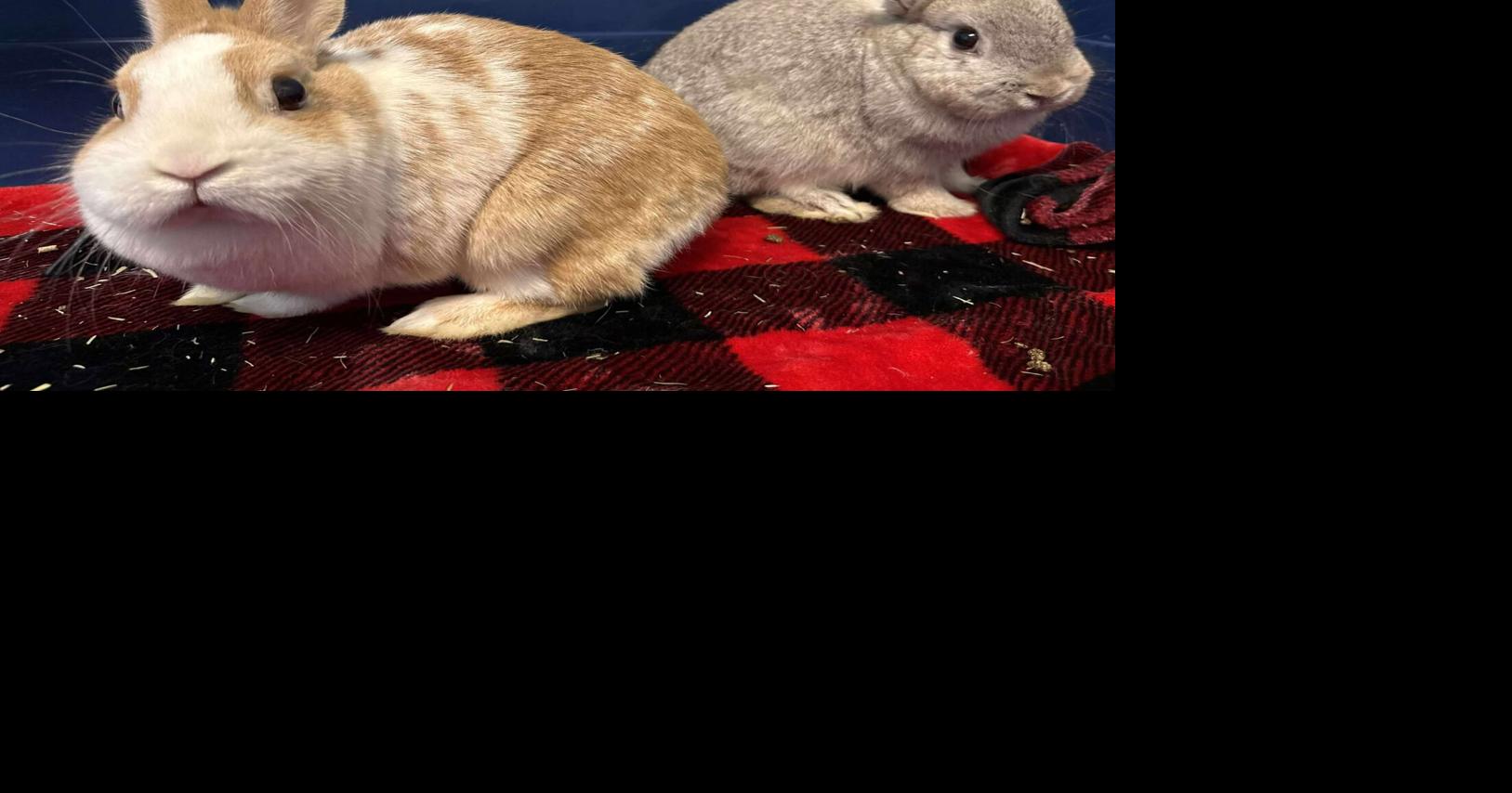 Animals seized in neglect investigation doing well, looking for ...