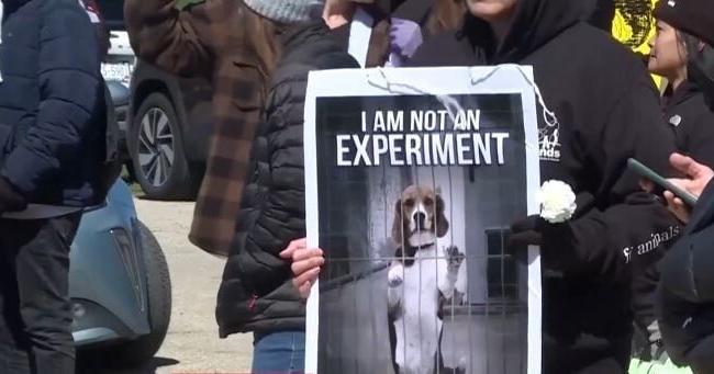 Nearly 1,000 beagles from Wisconsin facility to be transferred to rescue group