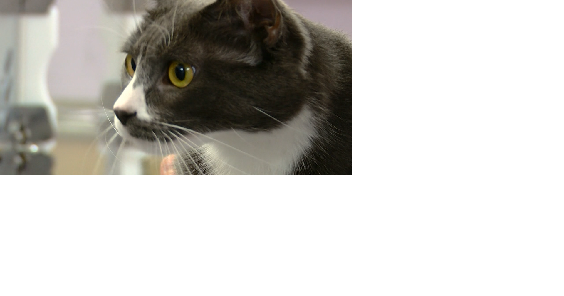 UPAWS: Impound changes for animals found in Negaunee