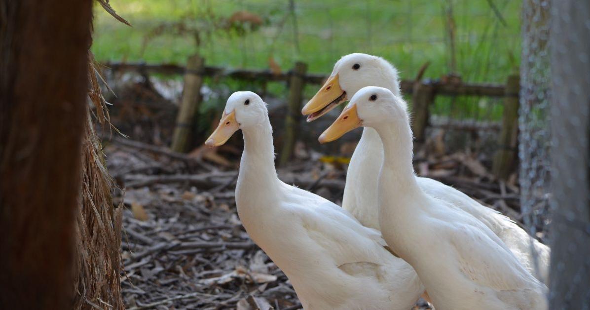 Michigan youth hit hard by Salmonella outbreak tied to backyard poultry