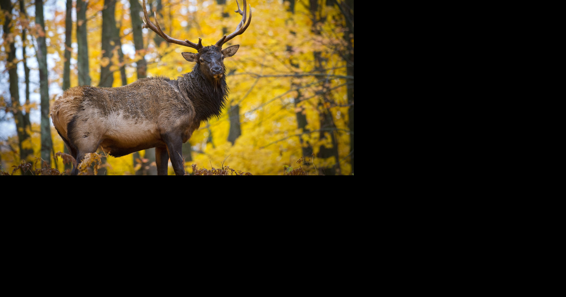 Application period for Michigan elk hunt opens May 1 with key changes
