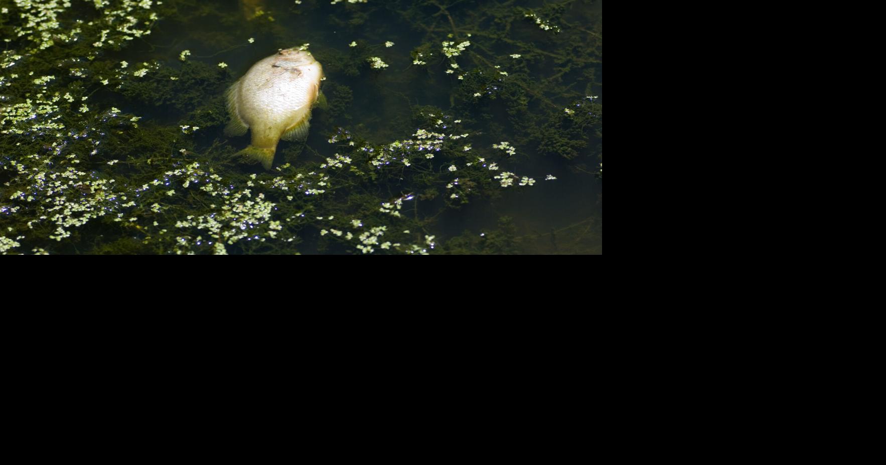 More dead fish than normal may surface on Lake Michigan during snowmelt | News | myupnow.com->すべての結果