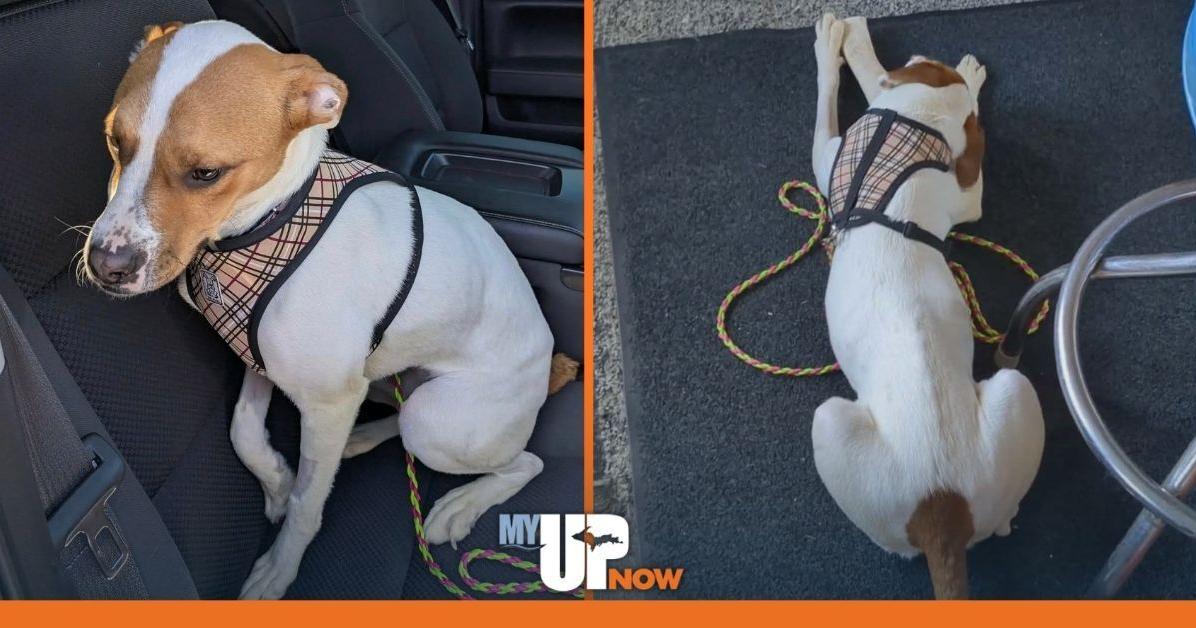 U.P. pup 'Winnie the Warrior' marks milestones in her journey back to health