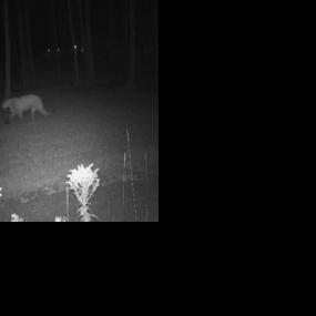 Michigan's confirmed cougar sightings reached an all-time high in 2025. Here's why