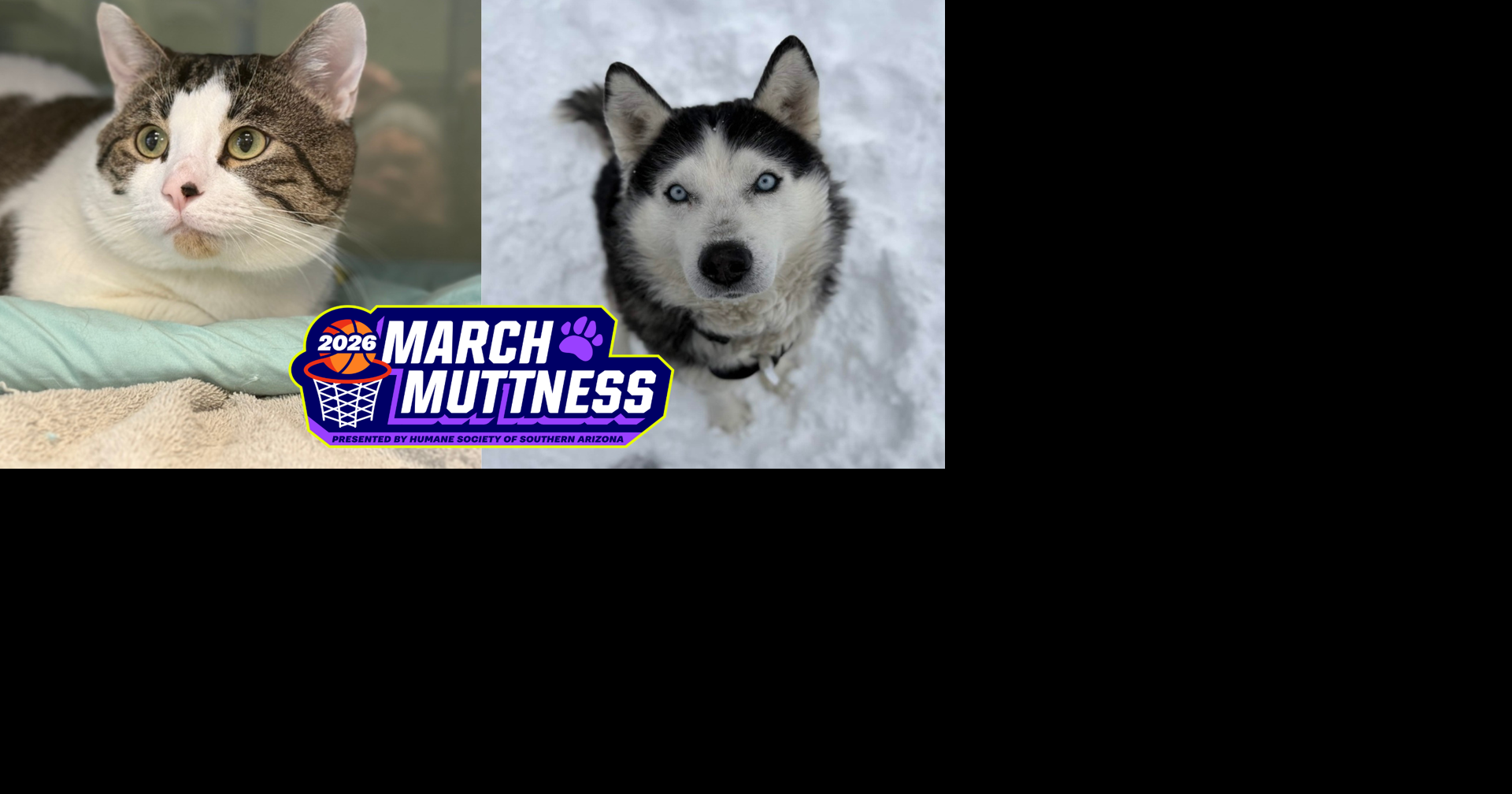 How you can help a Michigan animal shelter win the March Mutness competition