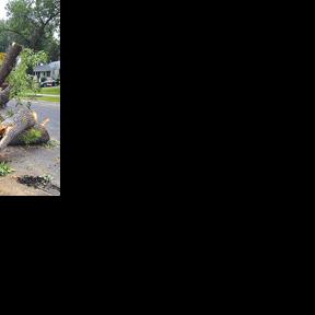 Proposed tree preservation ordinance is laid over once again