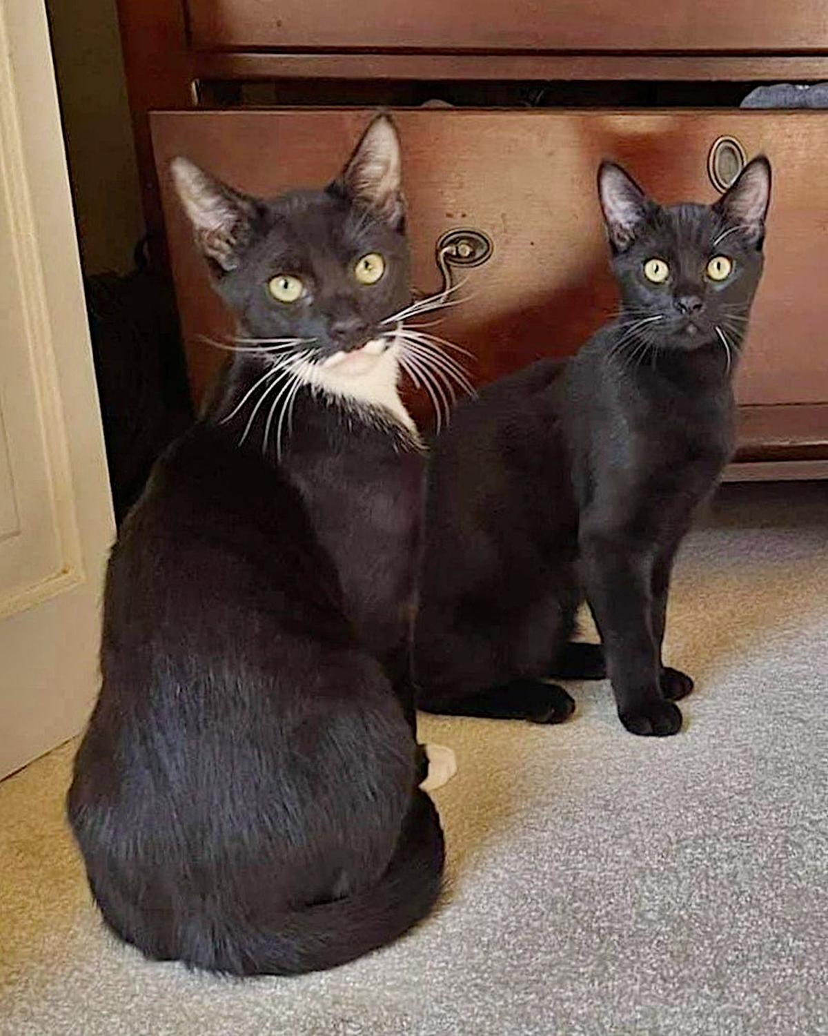 Adopt a Pet | Ripple & Rain