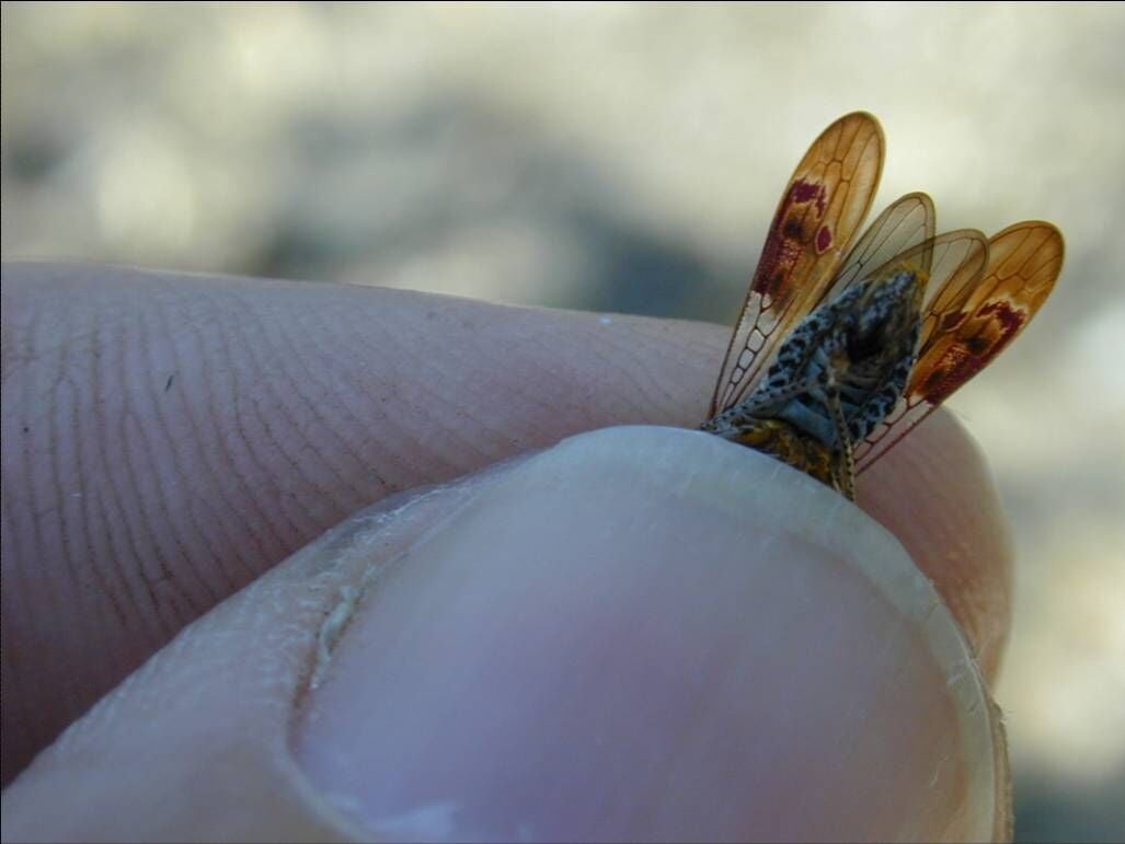 napavalleyregister.com - Bay City News Service - USDA provides $4 million to combat glassy-winged sharpshooter