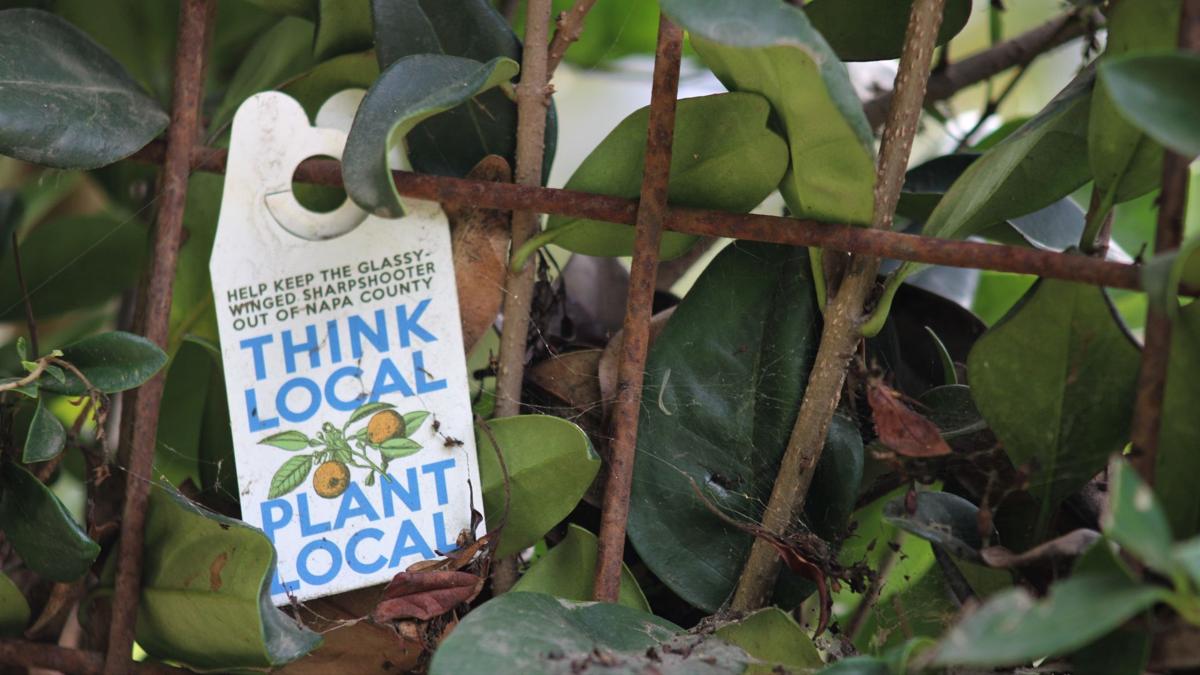 Think Local, Plant Local sign at Spottswoode Estate
