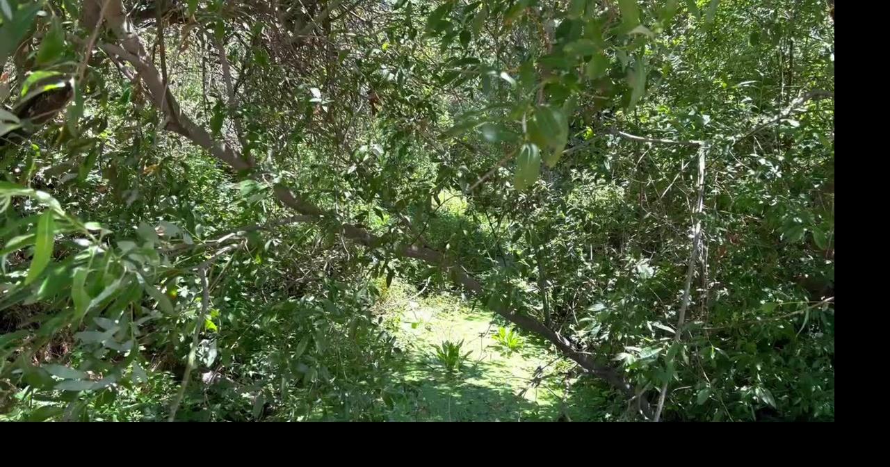 Napa's Suscol Creek