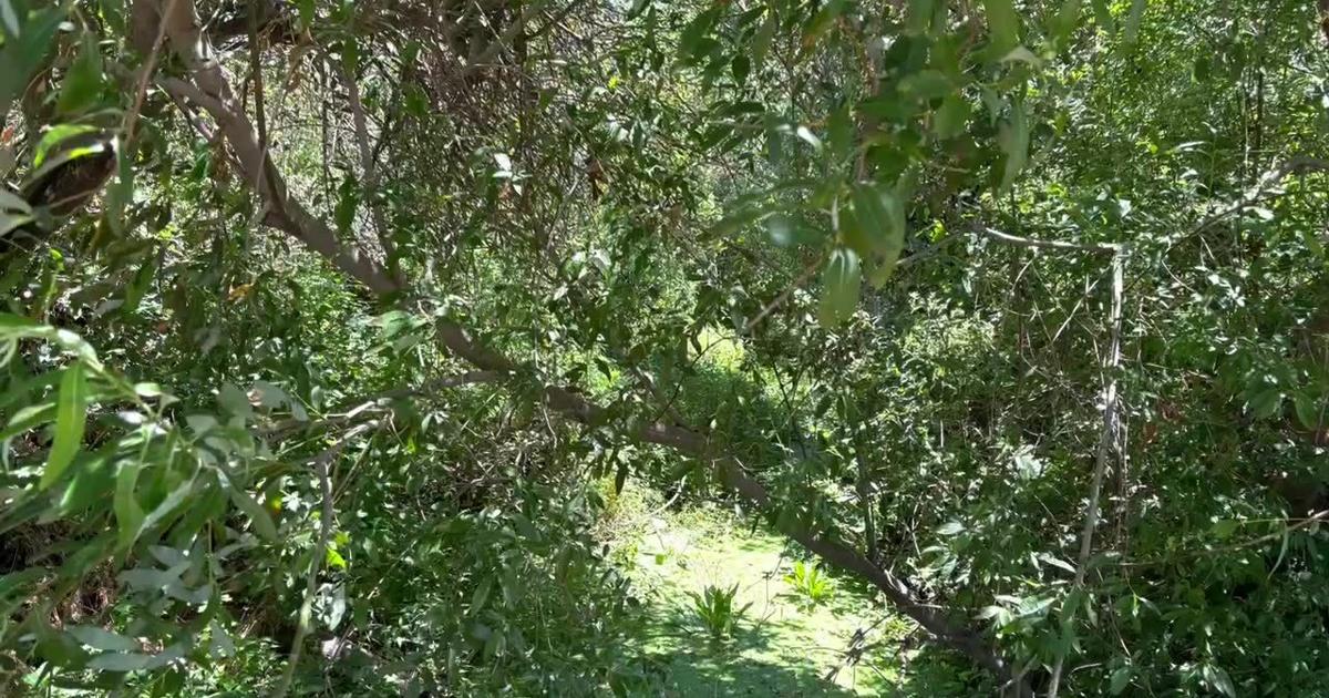 Napa's Suscol Creek