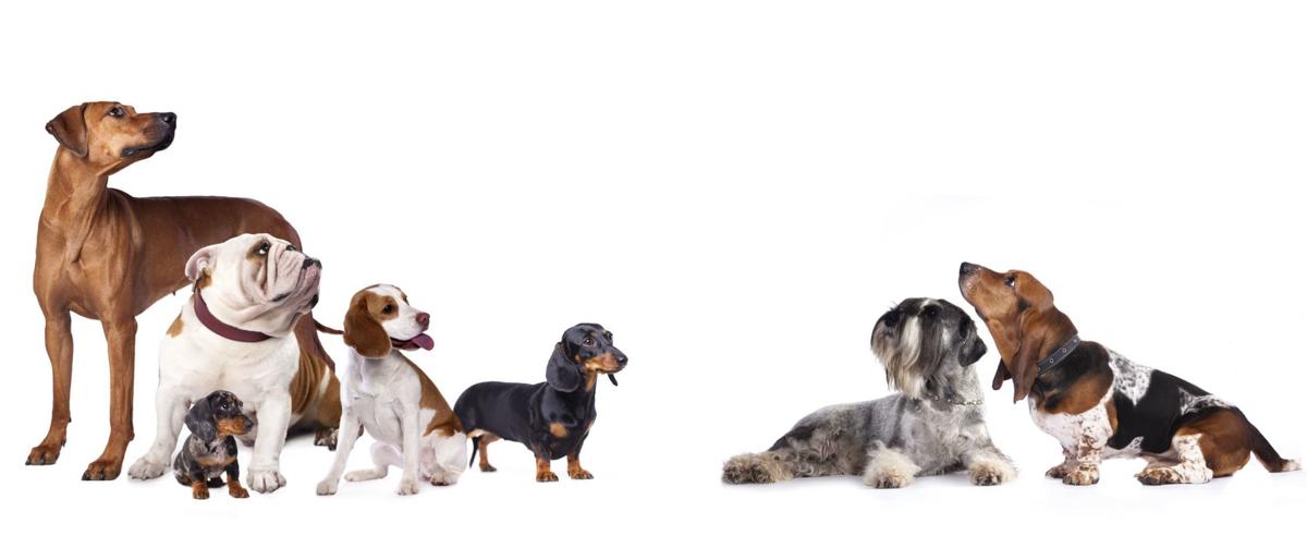 Dogs