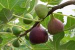 Master Gardeners of Napa County: Growing fabulous figs in Napa