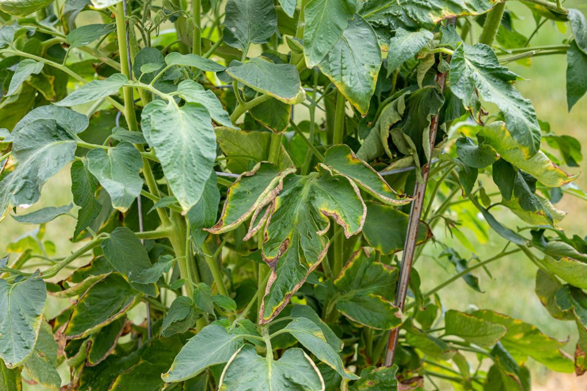 Napa County Master Gardeners: Why plants wilt and other ...