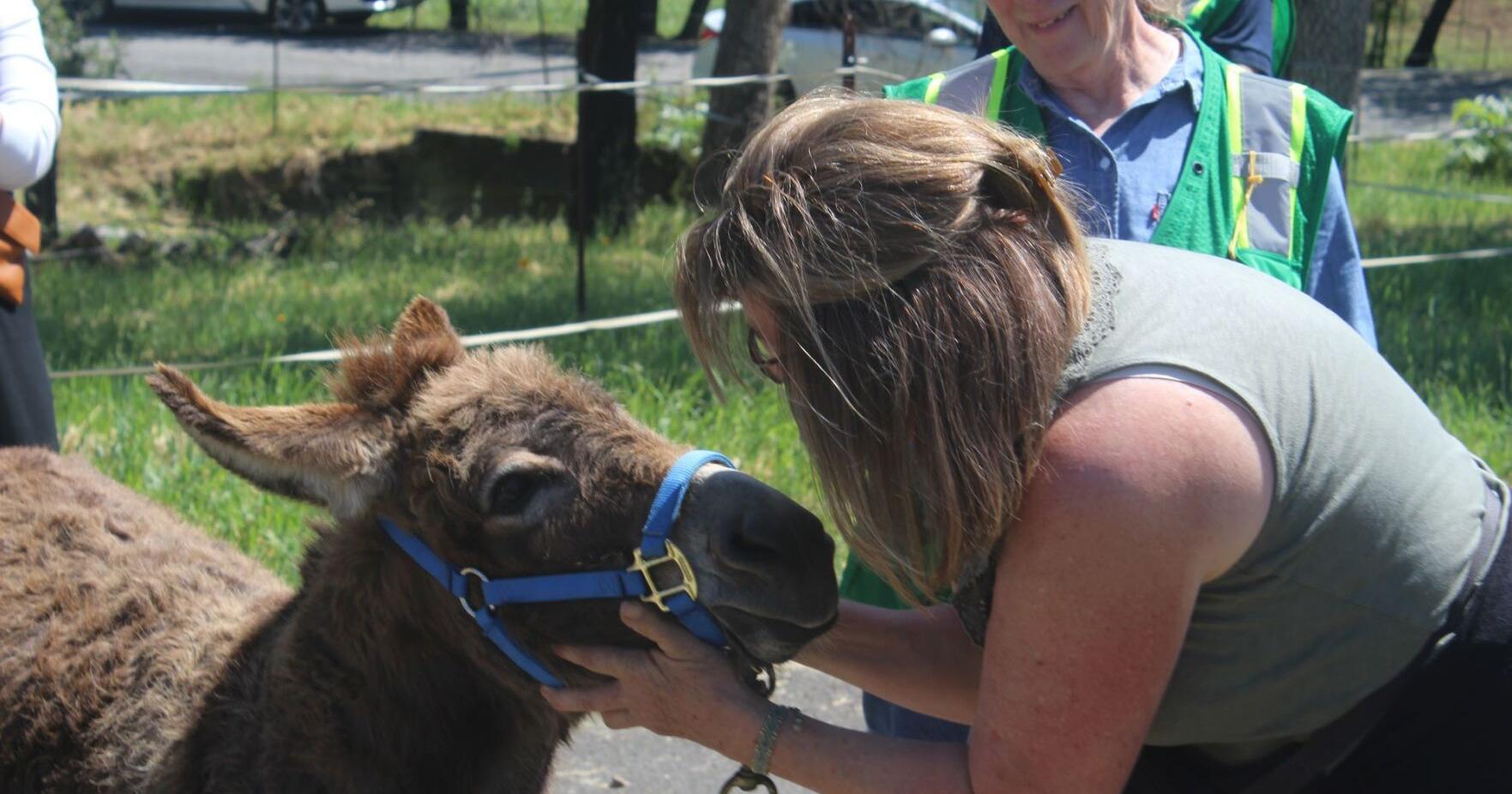 Donkeys that survived Glass Fire return to Deer Park - Vimarsana News