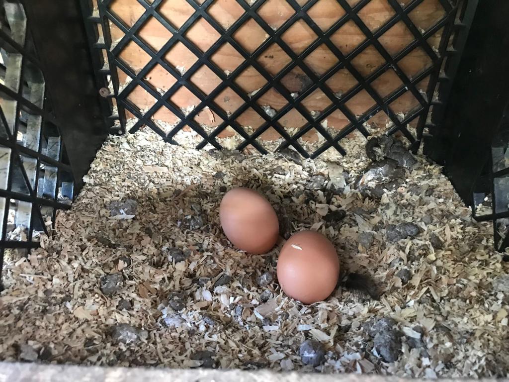 Napans Turn To Local Farmers For Their Egg Fix Local News Napavalleyregister Com
