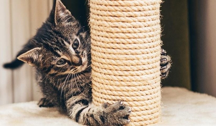 keep your cat from scratching furniture