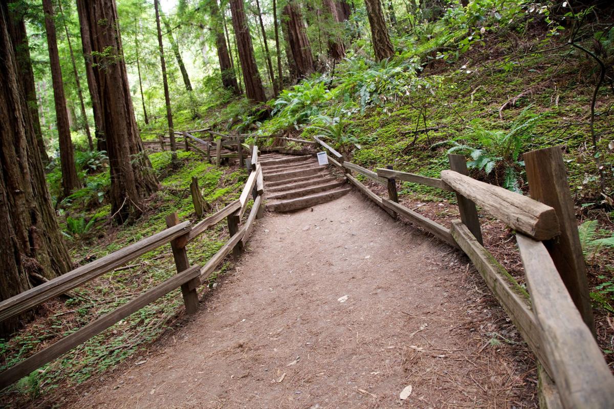 New Muir Woods reservation system aims to reduce overcrowding, traffic