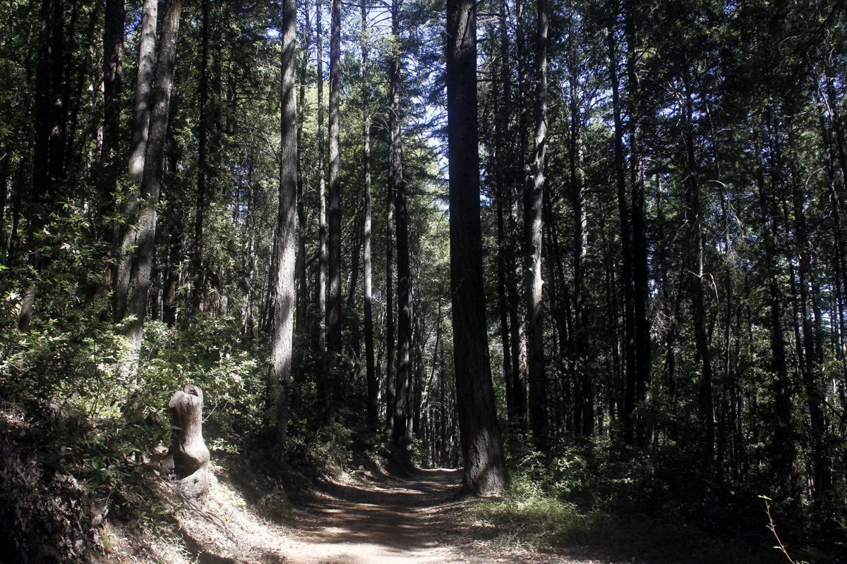 Pacific Union College forest