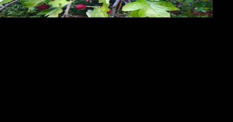 Sheet mulching your lawn - Vimarsana News
