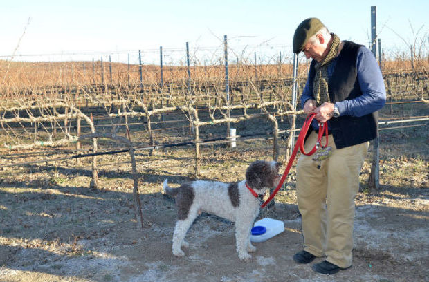 trained truffle dogs for sale