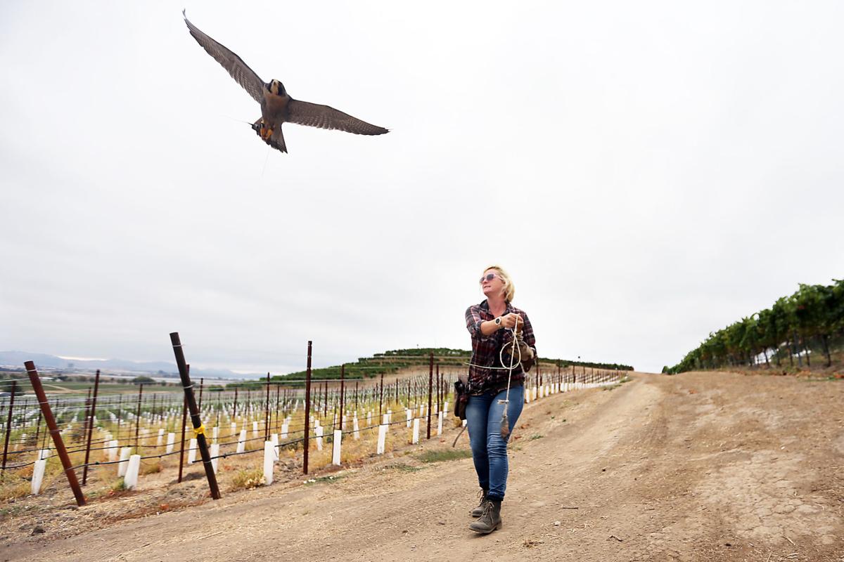 Napa Vineyard Owners Turn To Dive Bombing Falcons To Protect