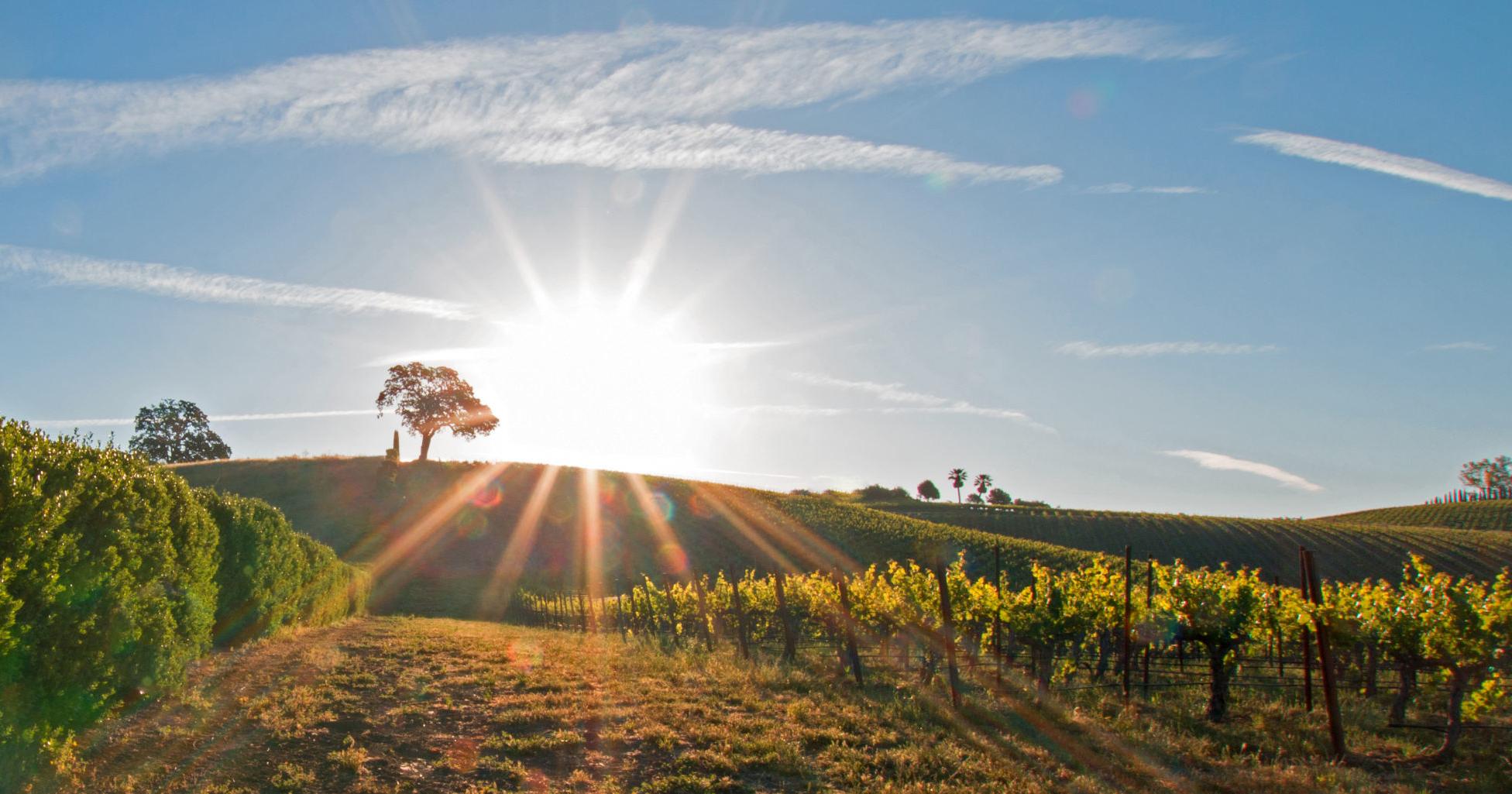 'It's like Napa 30 years ago': Big-name winemakers are decamping to Paso Robles - Vimarsana News
