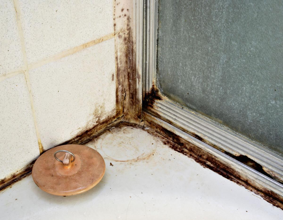 How to clean mildew from silicone seals in the shower  Home and