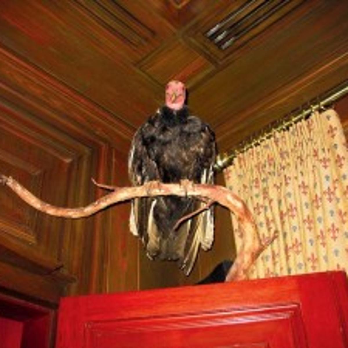 Napa Reporter All Ears For Disney S Club 33 Arts Theatre Napavalleyregister Com