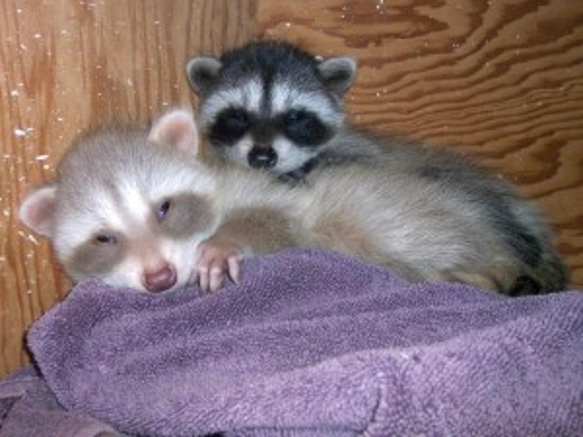 Raccoons In The Neighborhood Here S What To Do And Not To Do Home And Garden Napavalleyregister Com Raccoons In The Neighborhood Here S What To Do And Not To Do Home And Garden Napavalleyregister Com
