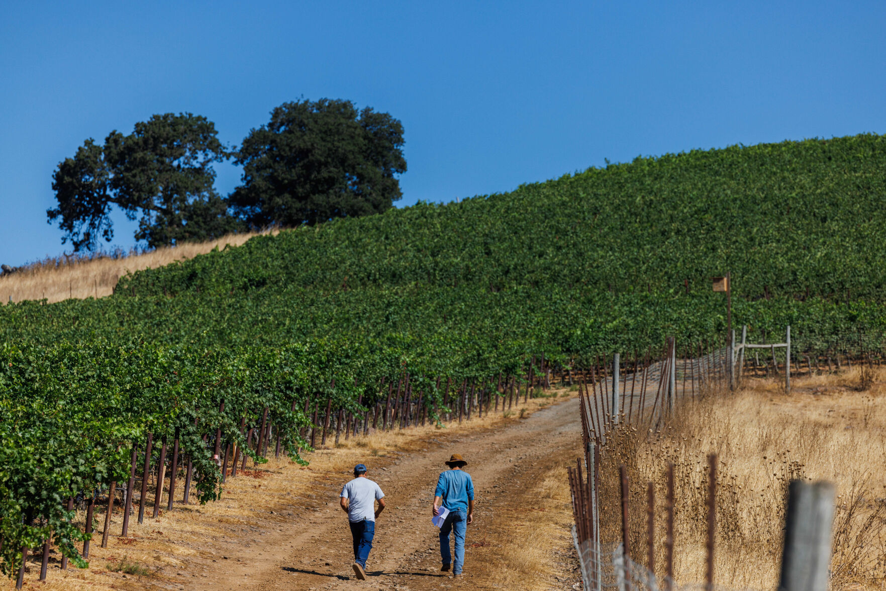 Expect busy October for Napa Valley grape harvest